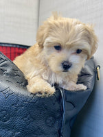 Maltipoo