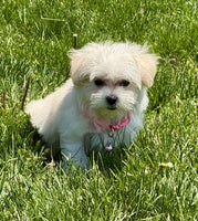 Maltipoo