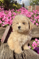 Maltipoo