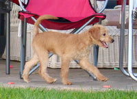 Mini Labradoodle