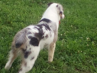 Mini Australian Shepherd