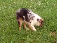 Mini Australian Shepherd