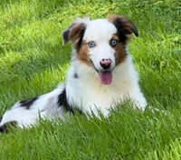 Mini Australian Shepherd