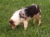 Mini Australian Shepherd