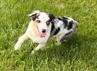 Mini Australian Shepherd