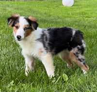 Mini Australian Shepherd