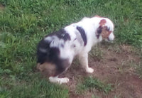 Mini Australian Shepherd