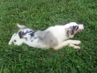 Mini Australian Shepherd