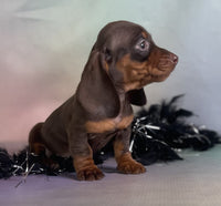 Mini Dachshund