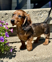 Mini Dachshund