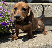 Mini Dachshund