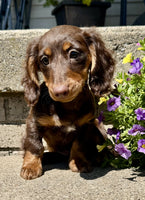 Mini Dachshund