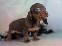 Mini Dachshund