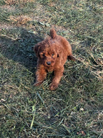 Mini Goldendoodle