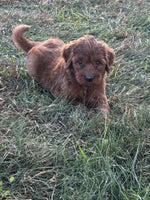 Mini Goldendoodle