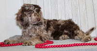 Mini Labradoodle
