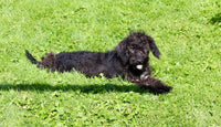 Mini Labradoodle