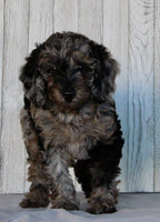 Mini Labradoodle
