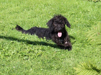 Mini Labradoodle