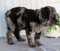 Mini Labradoodle