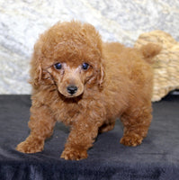 Mini Poodle