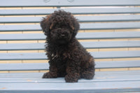 Mini Poodle