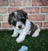 Mini Poodle