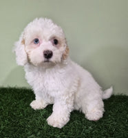 Mini Poodle