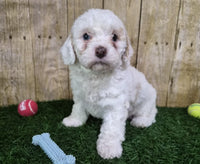Mini Poodle
