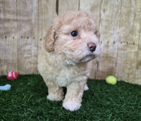  Mini Poodle