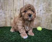 Mini Poodle