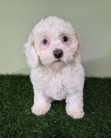 Mini Poodle