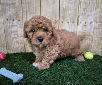 Mini Poodle