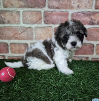 Mini Poodle