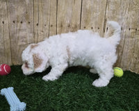 Mini Poodle