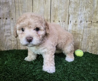  Mini Poodle