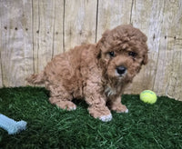 Mini Poodle