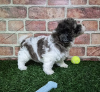 Mini Poodle