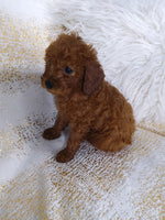 Mini Poodle