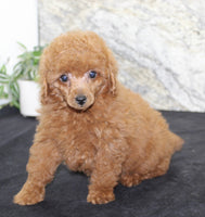 Mini Poodle