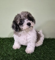 Mini Poodle
