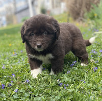 Newfoundland
