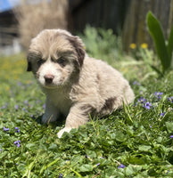 Newfoundland