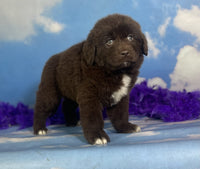 Newfoundland
