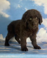 Newfoundland