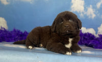Newfoundland