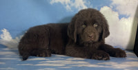 Newfoundland