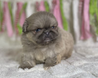 Pekingese