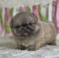 Pekingese