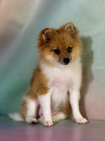 Pomeranian